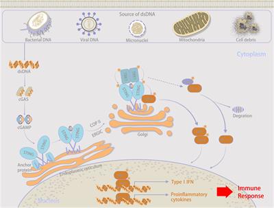 cGAS–STING pathway in ischemia-reperfusion injury: a potential target to improve transplantation outcomes